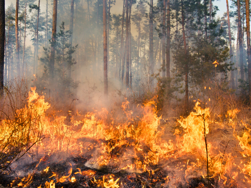 New Jersey Wildfire Recovery With UNITS® of Central NJ 
