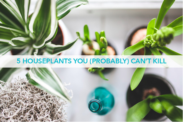 5 Houseplants You (Probably) Can’t Kill