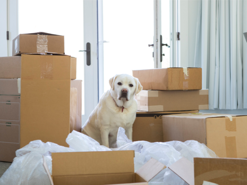Moving With Pets